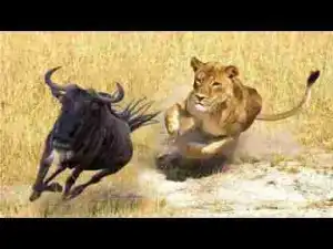 Video: Top 10 Most Deadly Animals in Africa (including Lions, Hippos, Hyenas, Elephants)